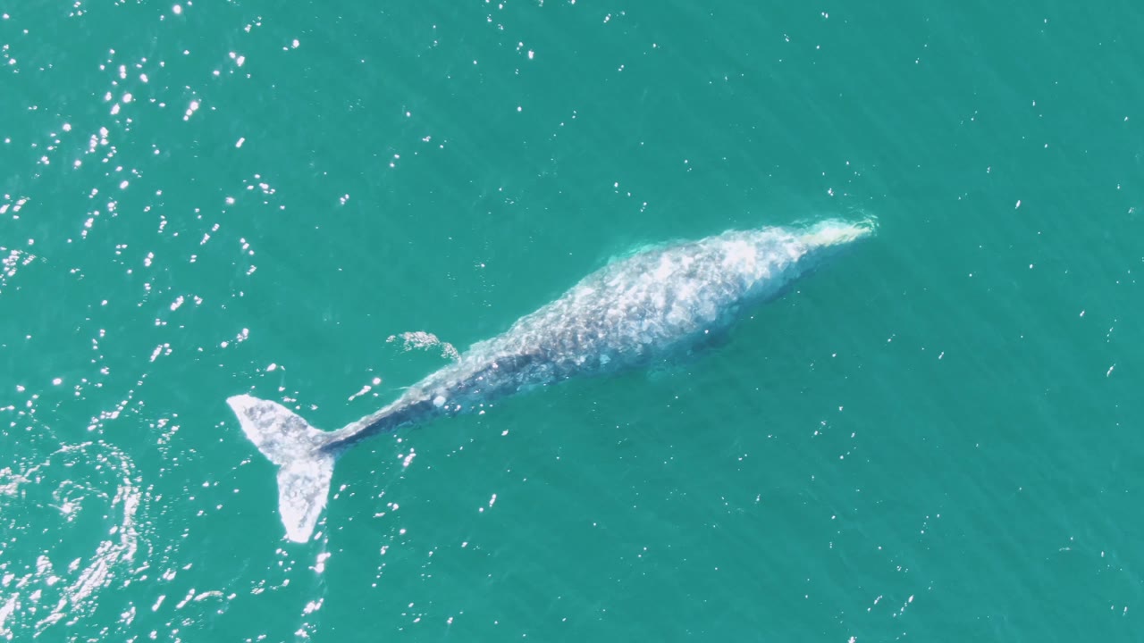 Overhead frame from Buzzards Beach, Baja California Sur, with the whale angled through clear turquoise water and its tail fluke visible behind the body, no visible people.