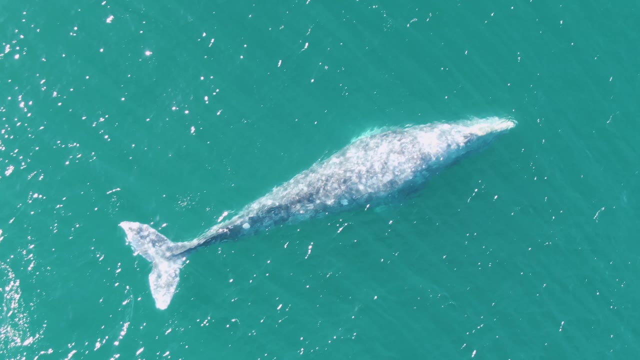 Overhead frame from Buzzards Beach, Baja California Sur, showing the whale farther right in the frame with a bright back and trailing tail in turquoise water, no visible people.