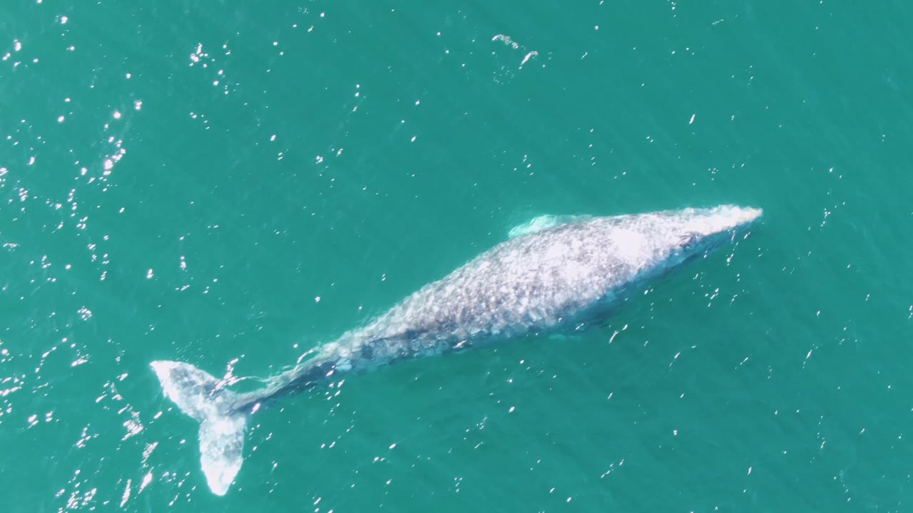 Overhead frame from Buzzards Beach, Baja California Sur, where the whale fills the left side of the frame with its body just below the surface and tail trailing, no visible people.