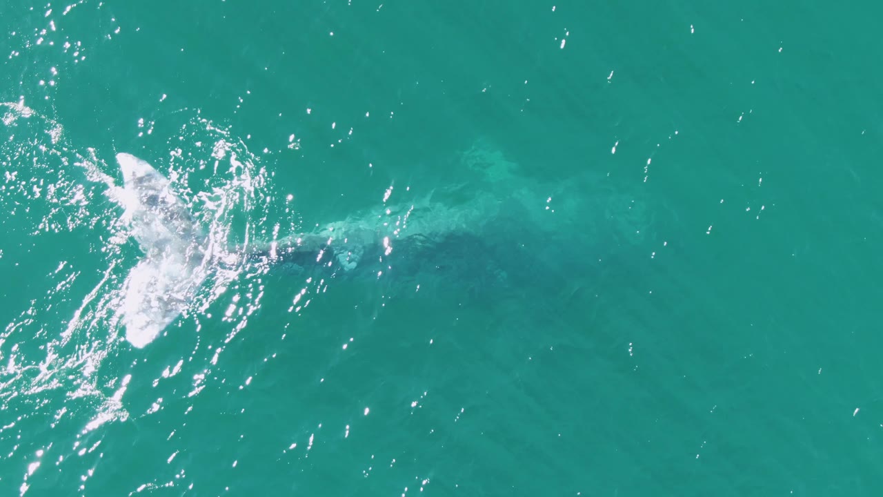 At Buzzards Beach in Baja California Sur, Mexico, a whale tail breaks the turquoise surface with white splash marks at the left side of the frame and no visible people.