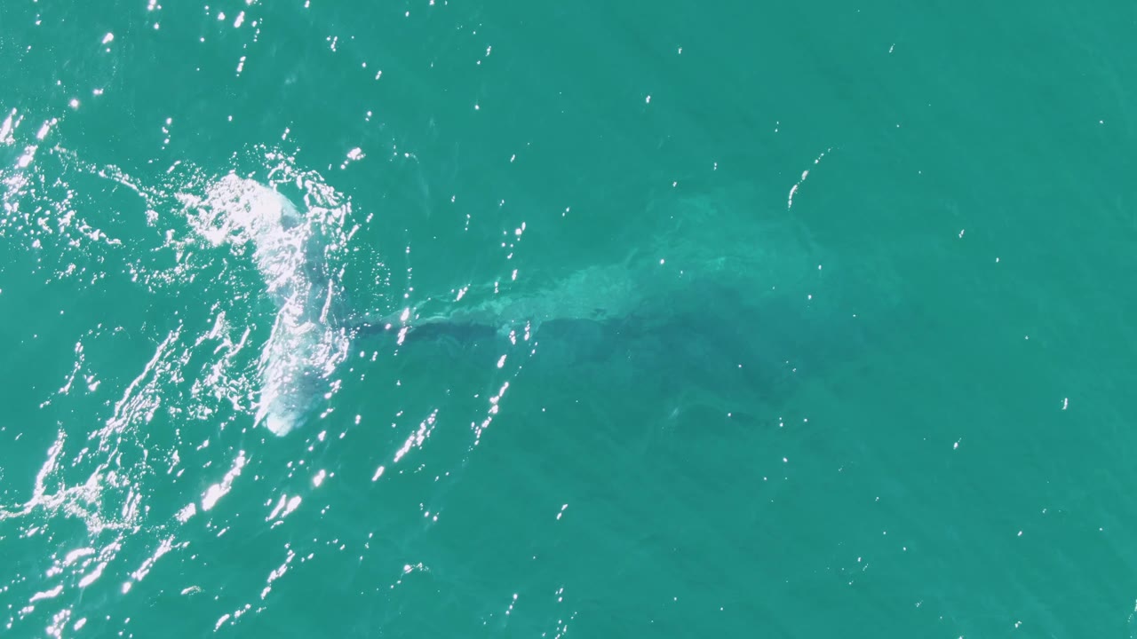 At Buzzards Beach in Baja California Sur, Mexico, the whale appears darker below the turquoise surface while bright reflected light gathers above it and no visible people appear.