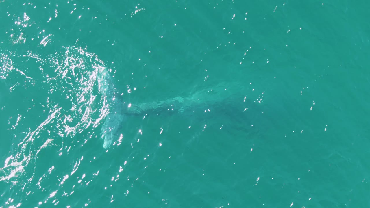 At Buzzards Beach in Baja California Sur, Mexico, a faint whale body lies under clear turquoise water while clustered white reflections sit near the upper center and no visible people are present.