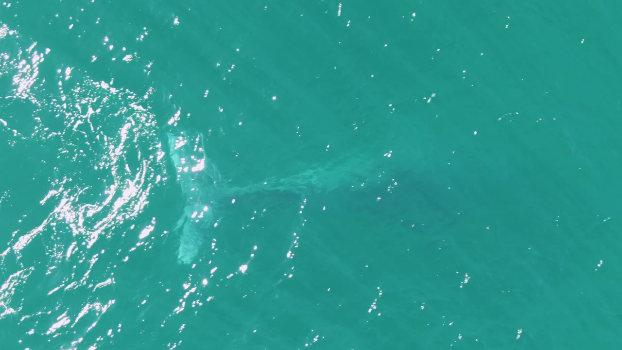 Pale whale form below turquoise water with bubbles and ripples