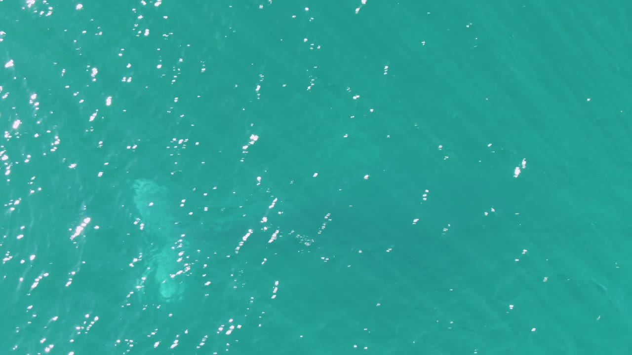 Overhead view of clear turquoise water at Buzzards Beach, Baja California Sur, with scattered sun sparkle and a faint marine animal below the surface, no visible people.