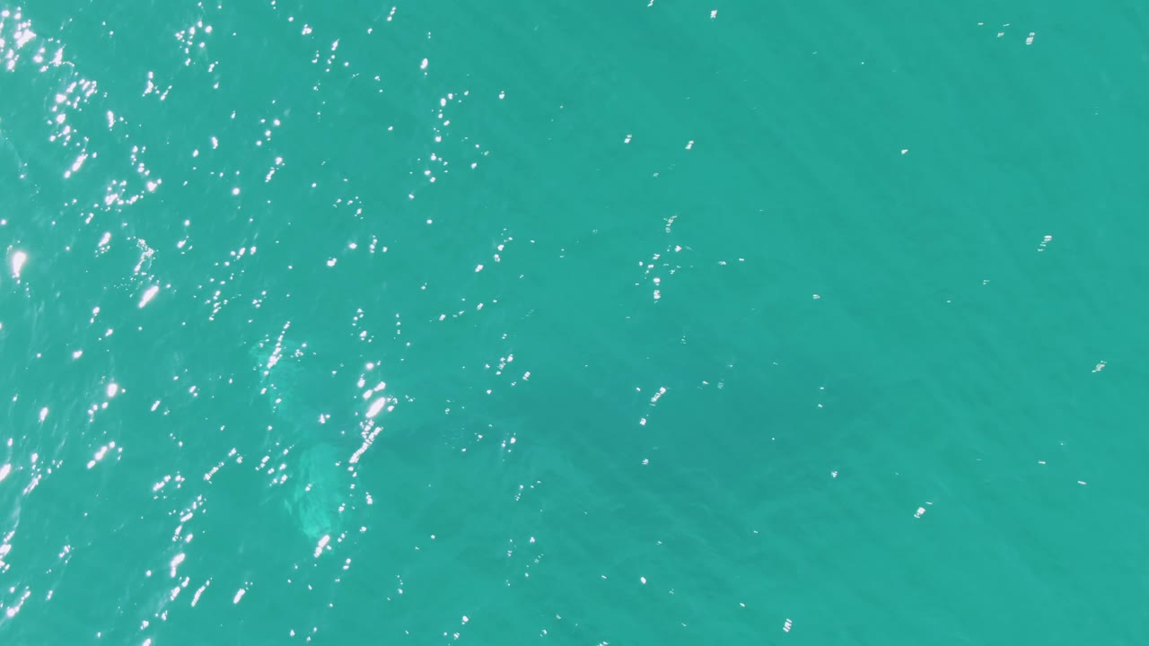 Clear turquoise ocean at Buzzards Beach shows a pale underwater animal form near the left side and scattered white reflections across the surface, with no visible people.