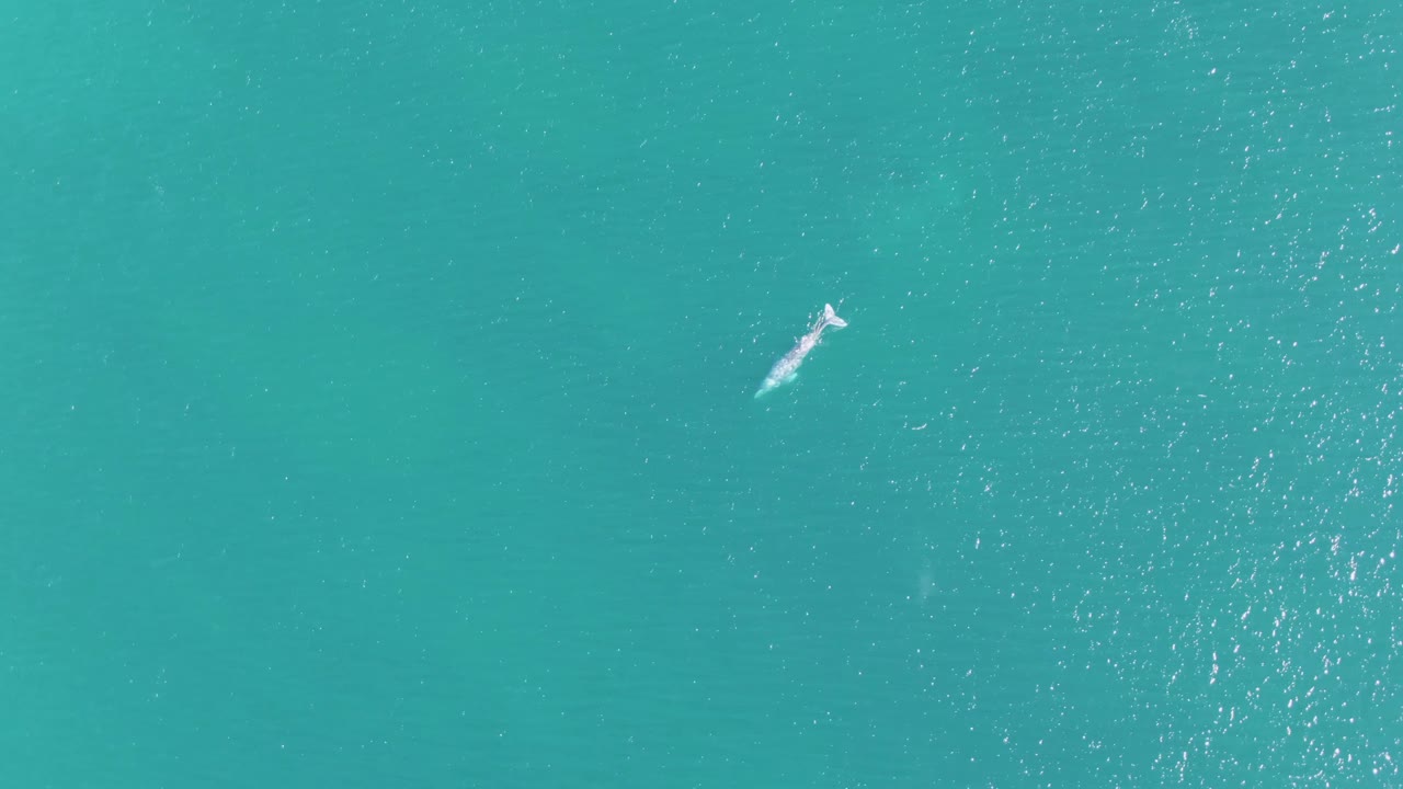 Whale near the surface in turquoise ocean water.