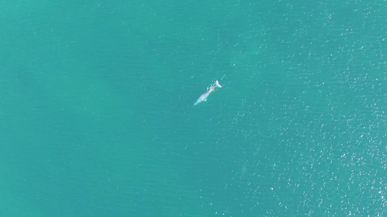 At Buzzards Beach, Baja California Sur, the whale is centered higher in the frame under rippled turquoise water, leaving a faint pale trail with no visible people.