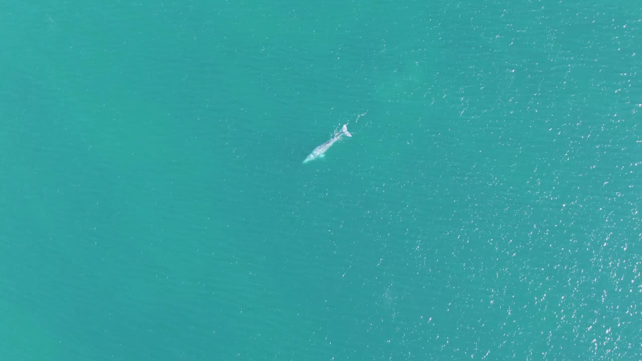 At Buzzards Beach, Baja California Sur, the whale sits near the upper right of the overhead frame with bright water texture around it and no visible people.