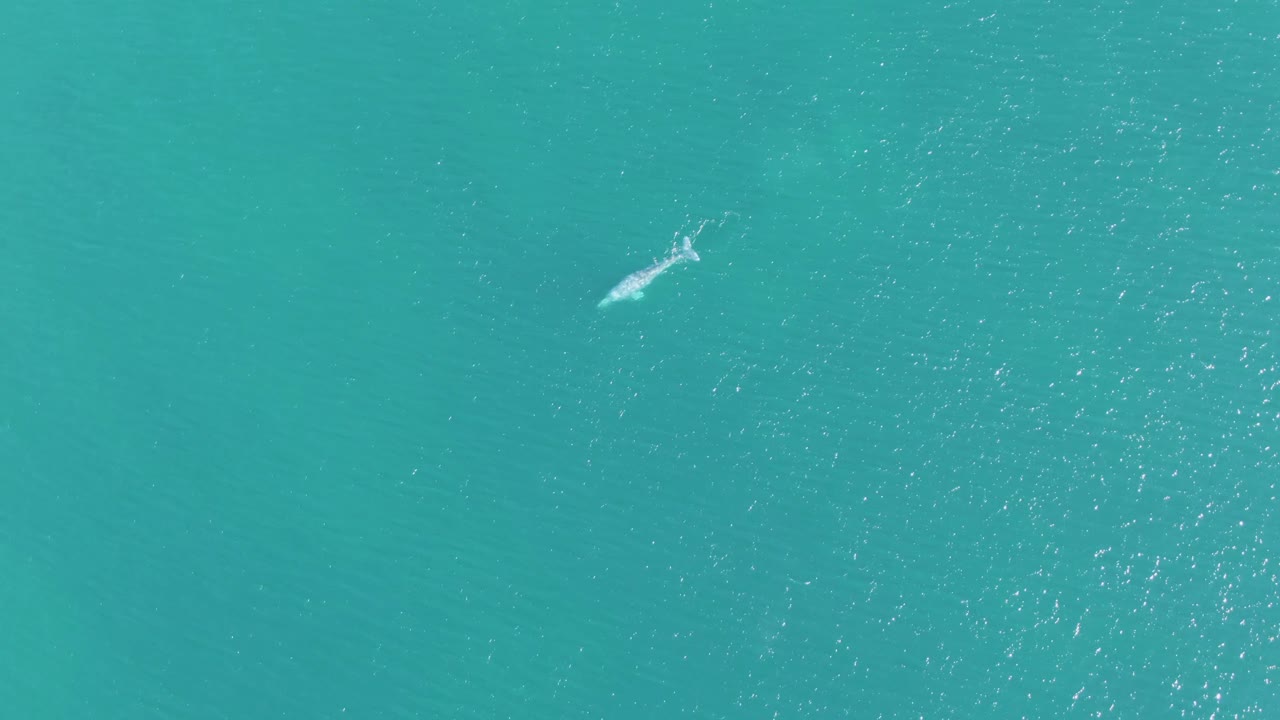 At Buzzards Beach, Baja California Sur, the whale appears in the lower left portion of the overhead view, with a brighter white wake marking its path and no visible people.