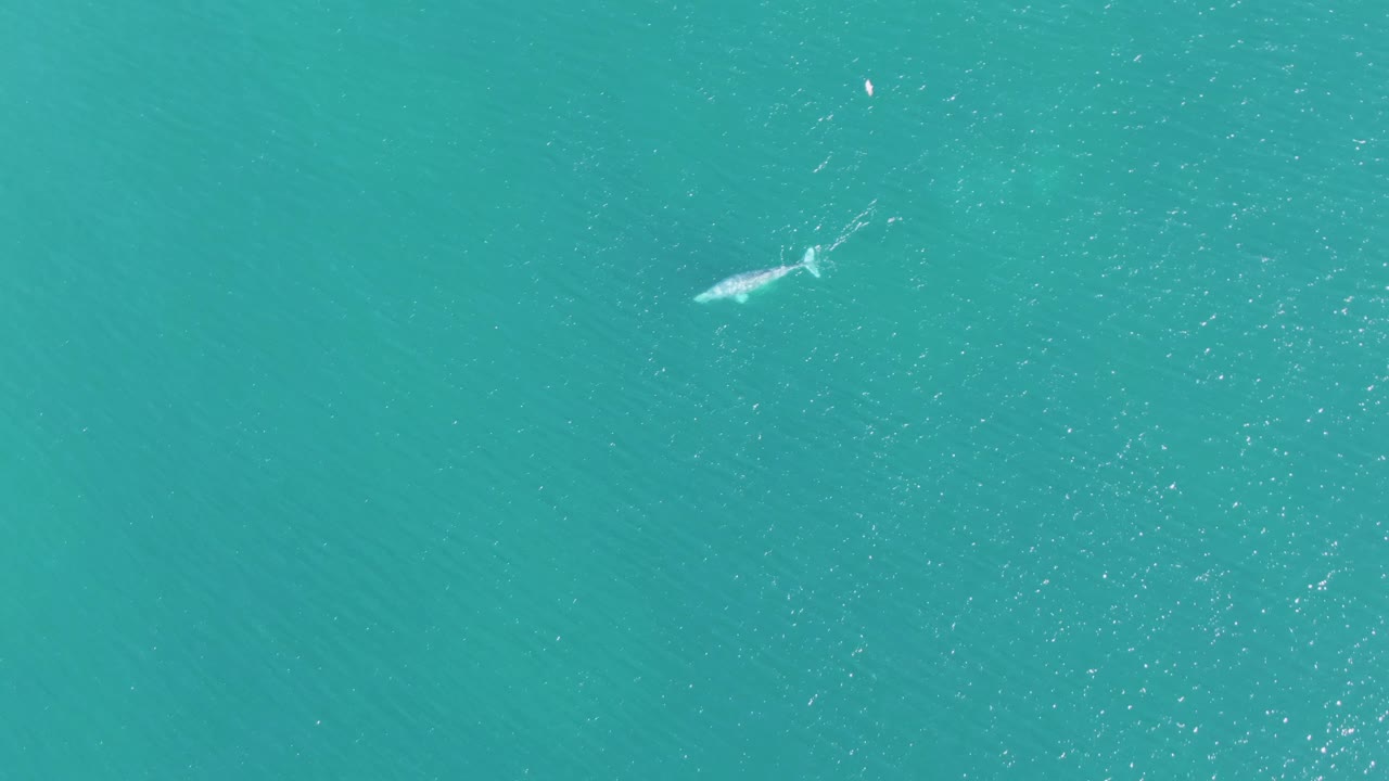 At Buzzards Beach in Baja California Sur, Mexico, a whale appears near the surface in clear turquoise ocean water with a small buoy off to the side and no visible people.