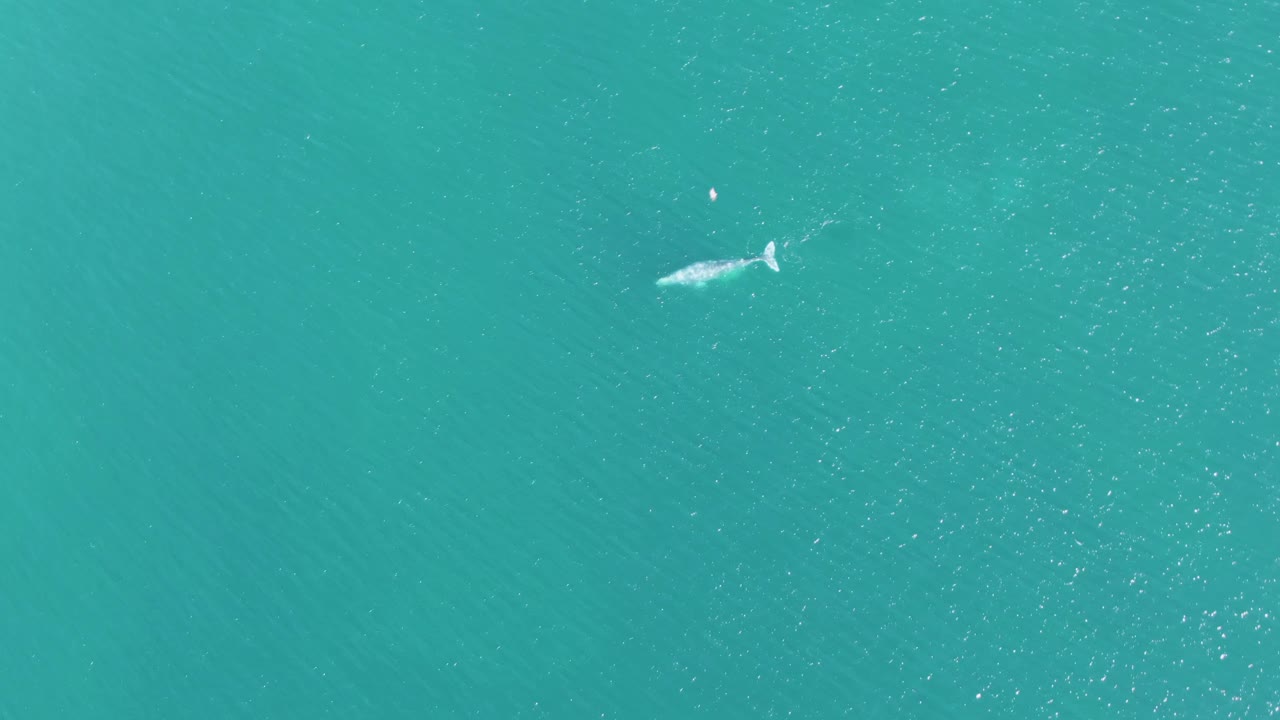 One second into the Buzzards Beach clip, the whale is centered in open turquoise water, its pale body and tail visible below small surface ripples, with no visible people.