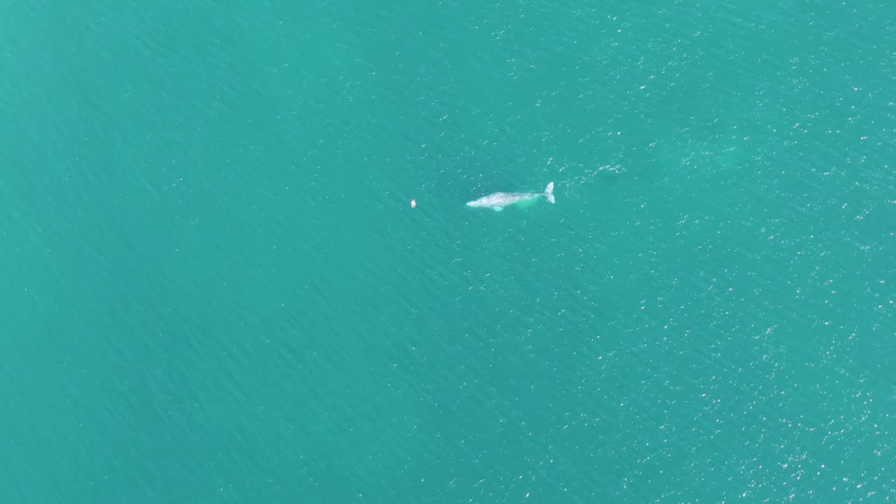 At 0:02, the whale sits toward the upper part of the frame in the turquoise ocean at Buzzards Beach, with faint wake marks and no visible people.