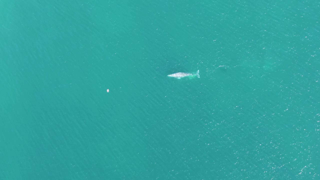 Whale in turquoise water with small buoy lower in the frame.
