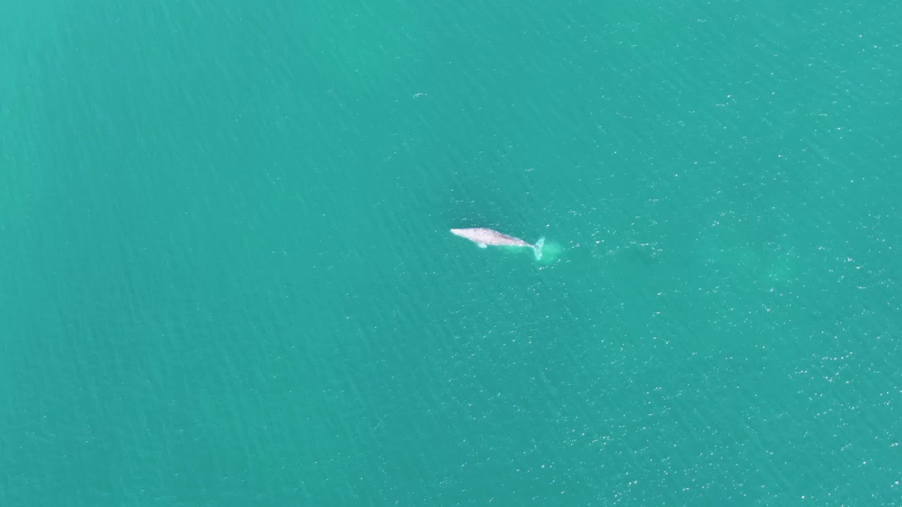 Whale surfacing in turquoise ocean water