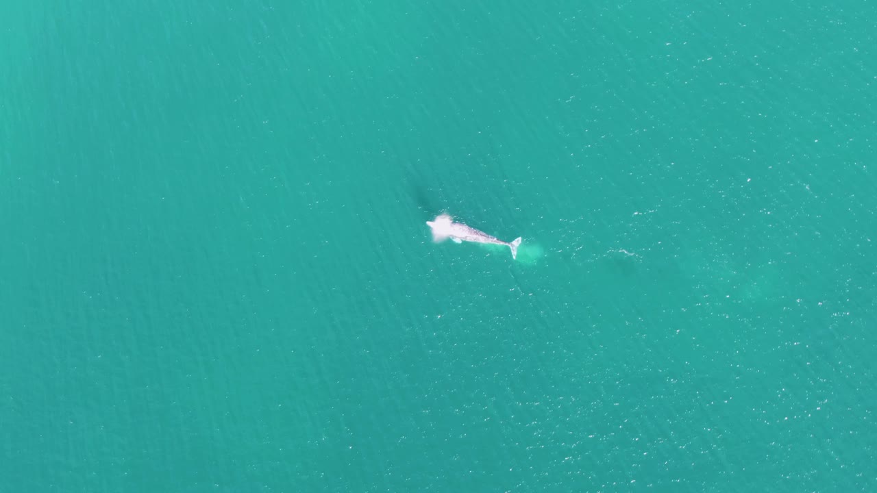 At Buzzards Beach in Baja California Sur, the whale appears closer to the center of the overhead frame, with a bright surfacing mark, faint shadow below, and no visible people.
