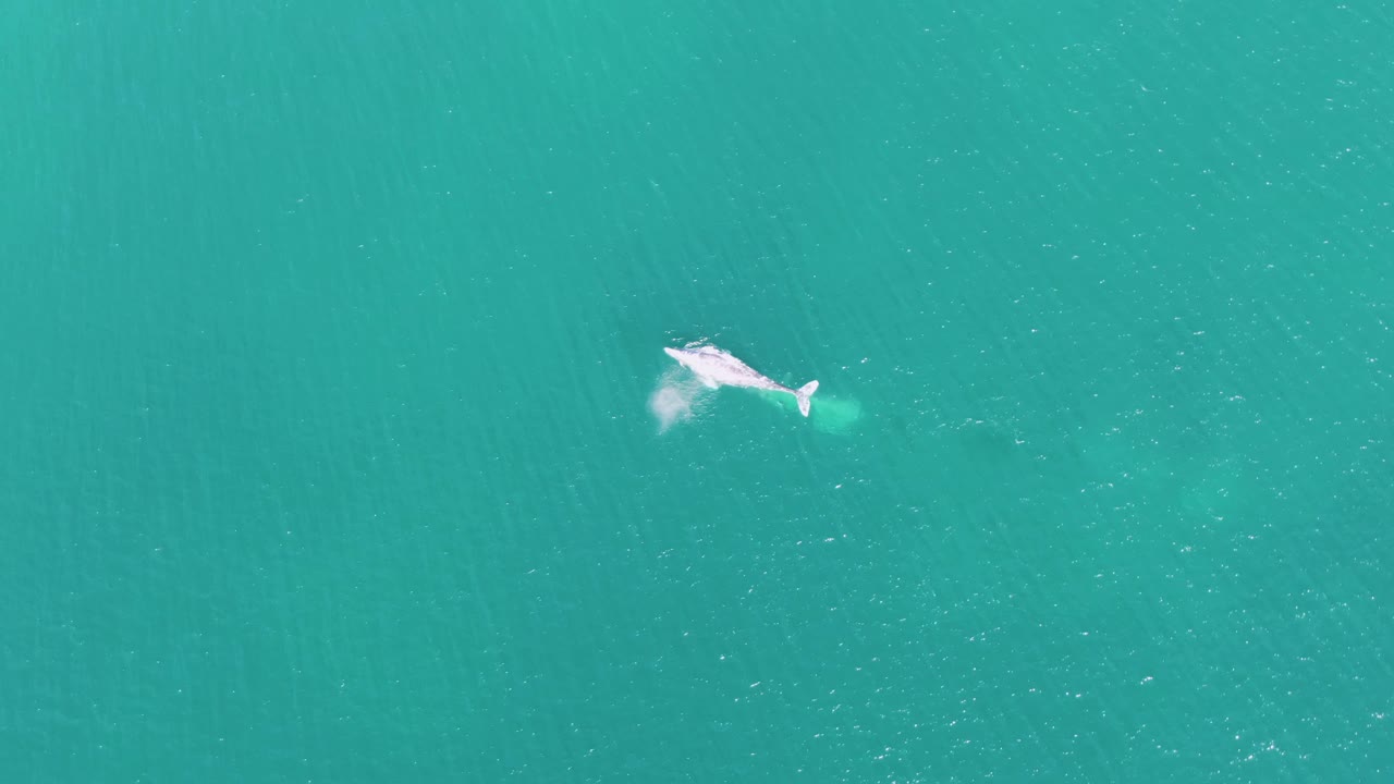 At Buzzards Beach in Baja California Sur, the whale is seen toward the right side of the aerial frame with white splash around its body, a pale tail area, and no visible people.