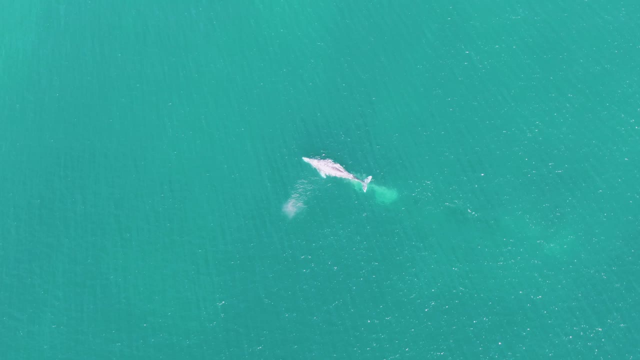At Buzzards Beach in Baja California Sur, the whale sits low on the left side of the frame, leaving a soft plume and ripple trail in turquoise water with no visible people.