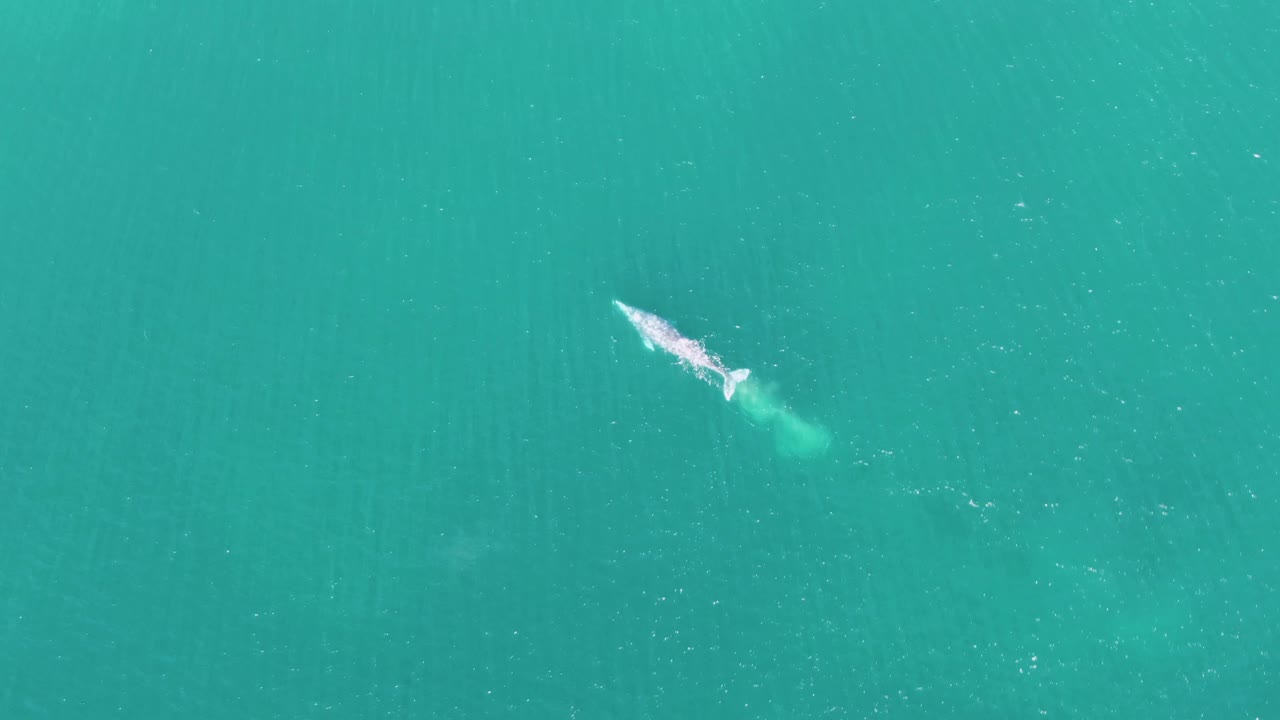 At 0:00, a whale moves through clear turquoise ocean off Buzzards Beach, Baja California Sur, with a white surface wake and no visible people.