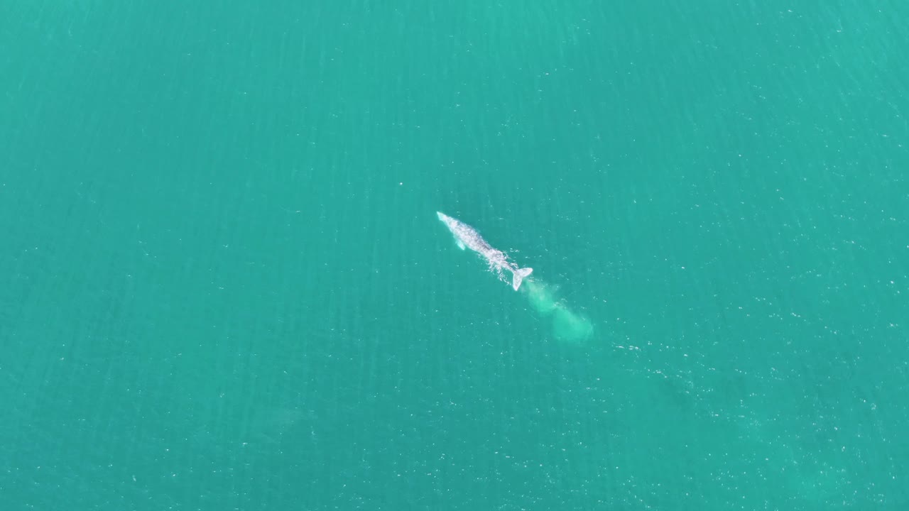 Whale near the surface of turquoise water with bubbles trailing back.