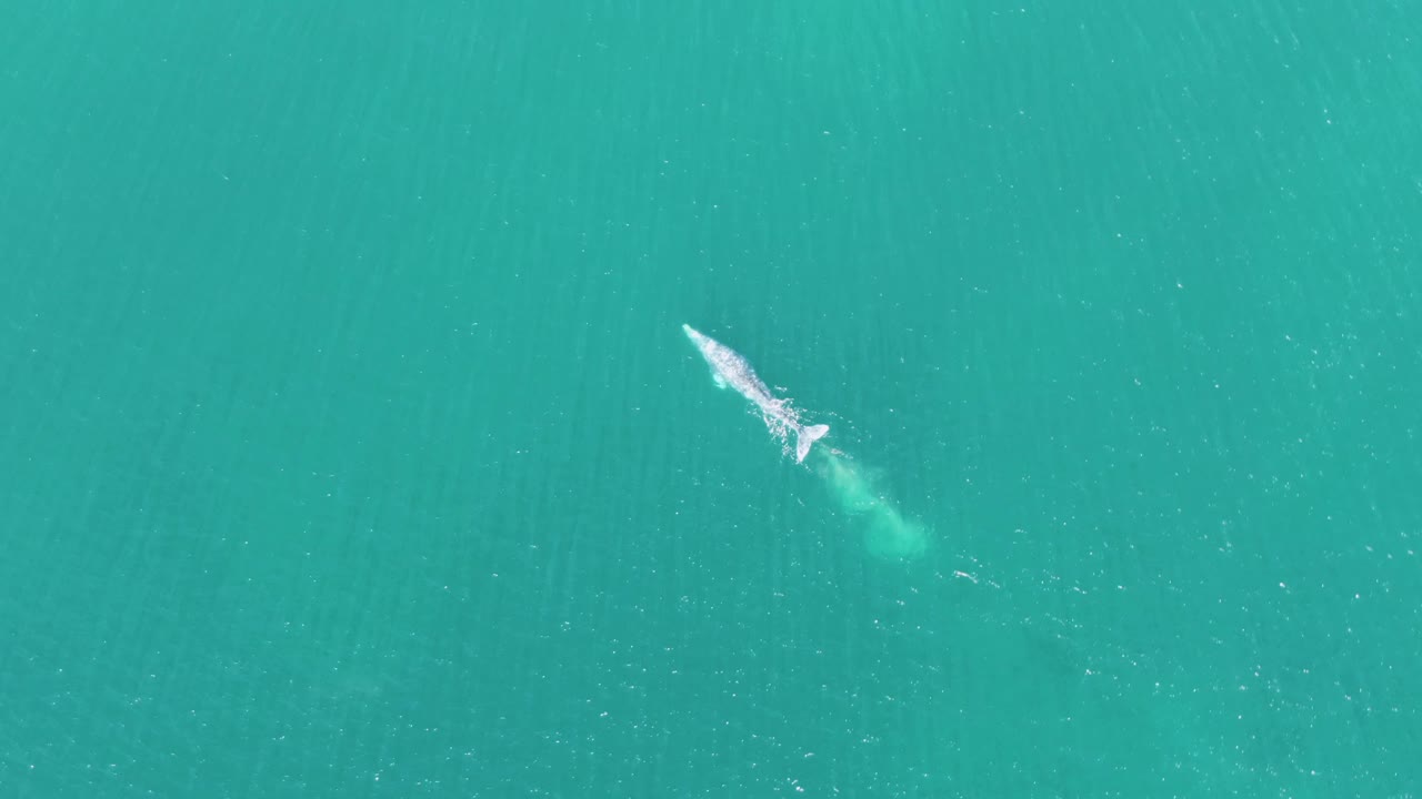 At 0:02, the whale continues across the clear sea surface in Baja California Sur, leaving a thin foamy path through otherwise empty water and no visible people.