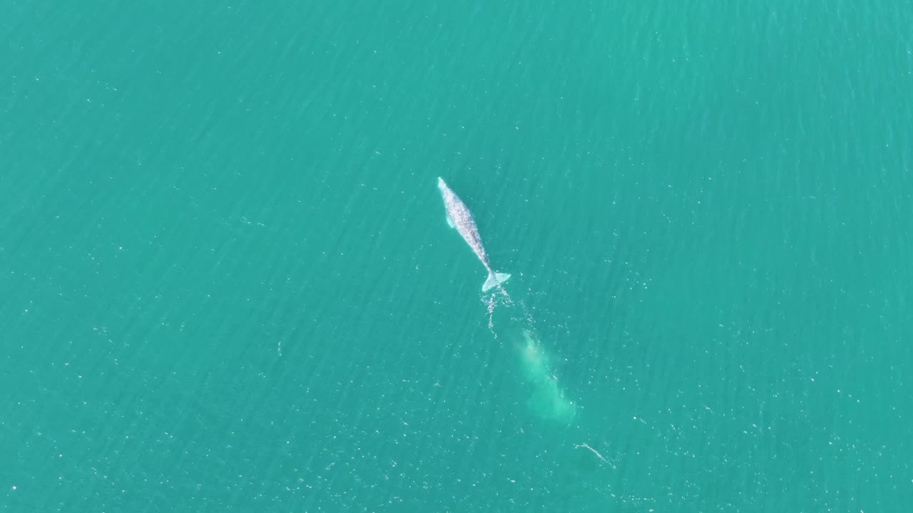 Whale near the surface in turquoise ocean water