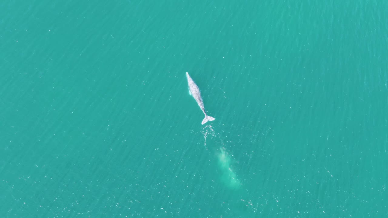 Overhead frame of the whale centered higher in clear turquoise water at Buzzards Beach, Baja California Sur, with its body and tail visible through the surface and no visible people.