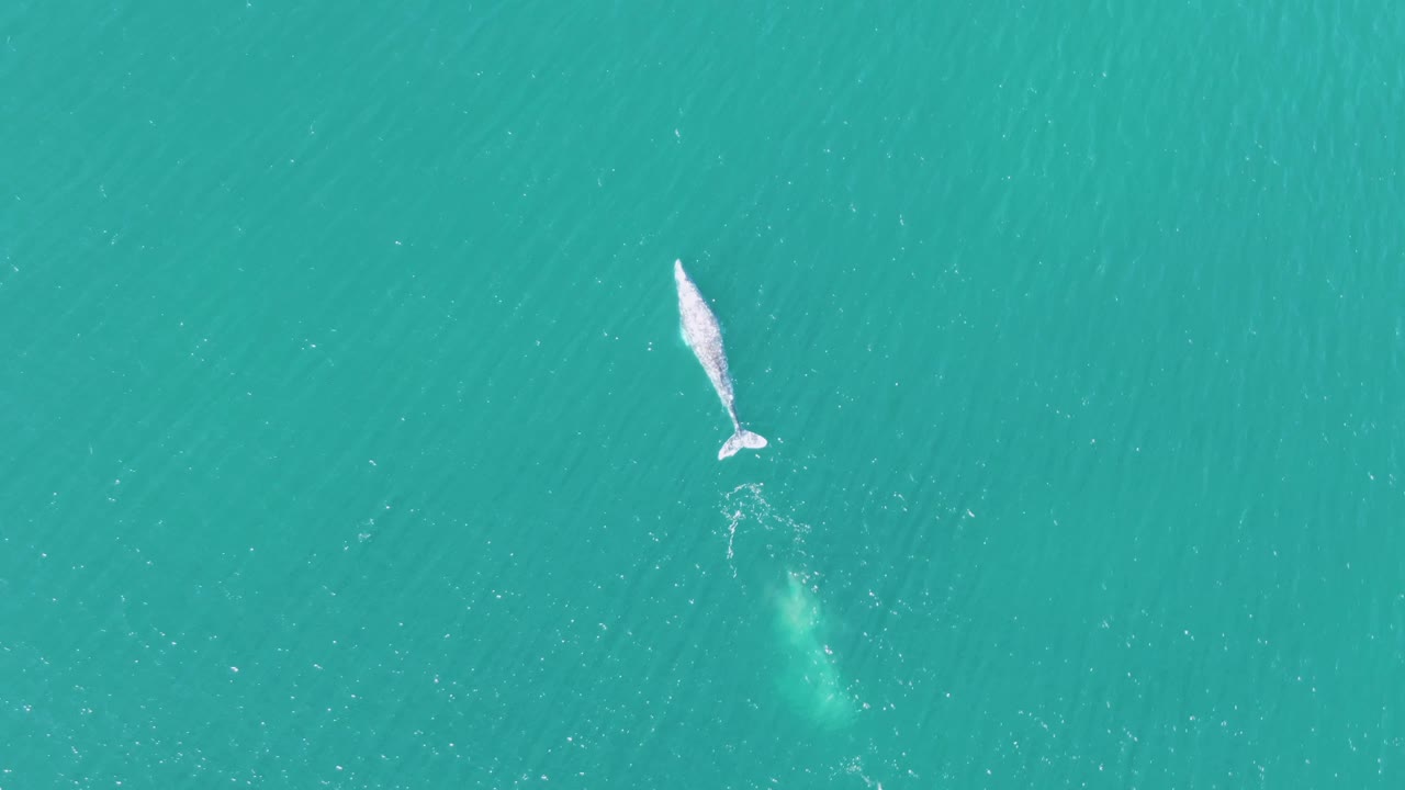 Aerial view of the whale in turquoise ocean at Buzzards Beach, Baja California Sur, with a bright surface mark near the body and no visible people or boats.