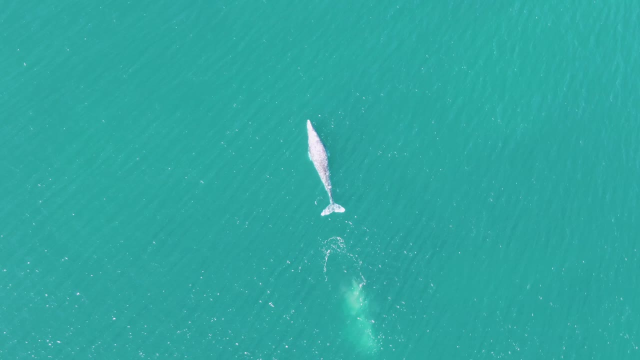 Overhead frame of the whale lower in the turquoise water at Buzzards Beach, Baja California Sur, with a pale green subsurface body shape beneath a small white wake and no visible people.