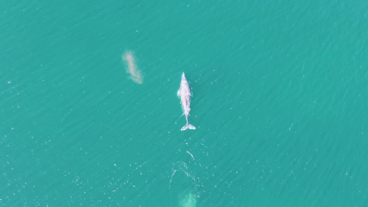 Overhead view at Buzzards Beach, Baja California Sur, of a whale surfacing in turquoise water with a white spout and no visible people.