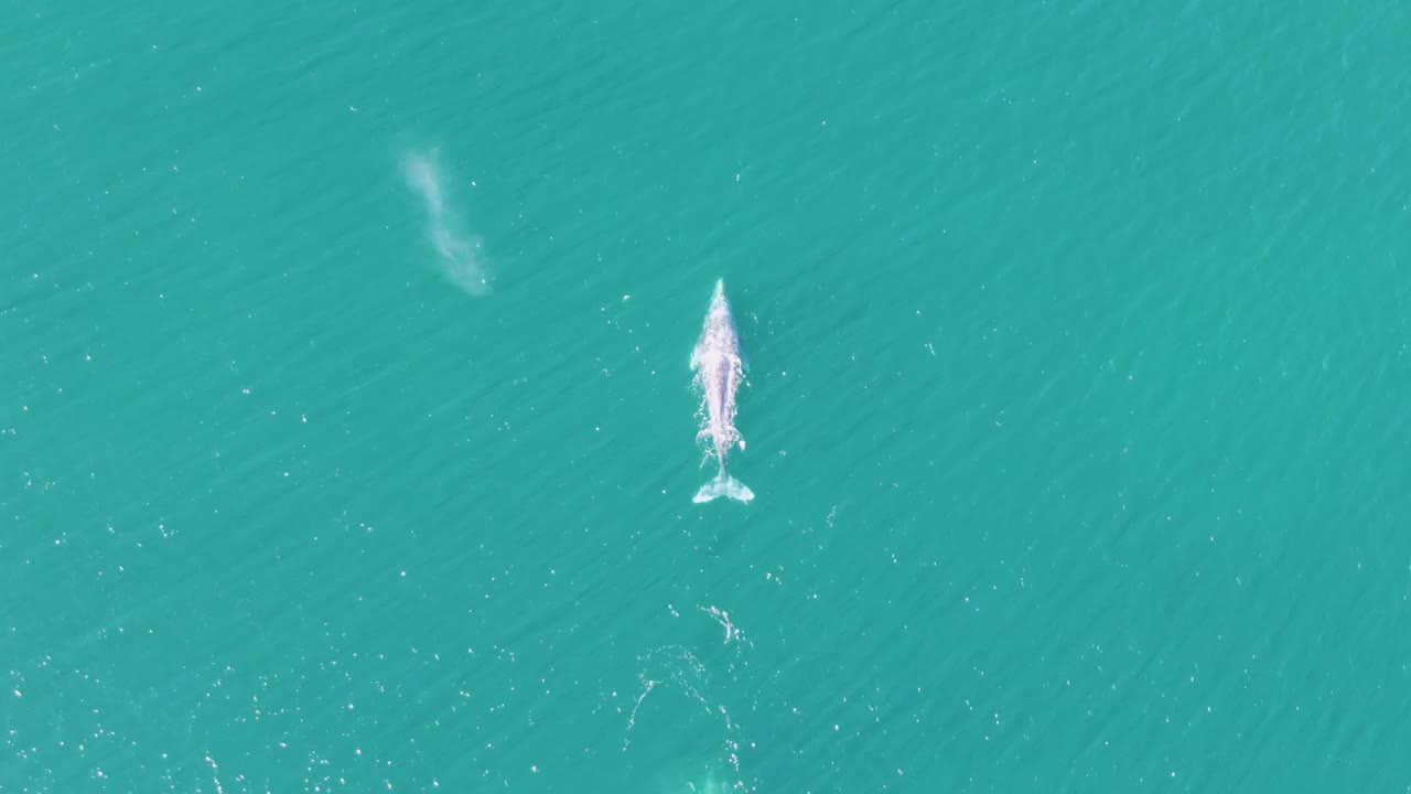 Overhead frame from Buzzards Beach, Baja California Sur, with the whale still near the surface and a small trail of ripples behind it, no visible people.