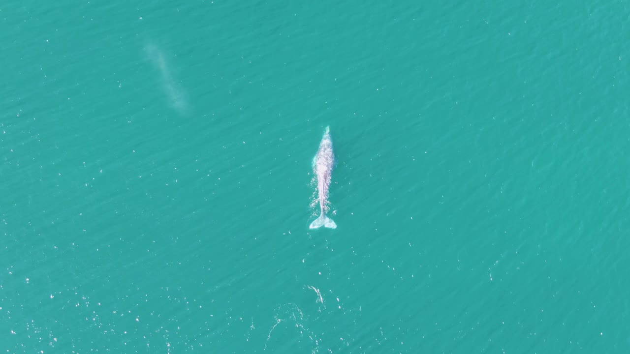 Top-down view at Buzzards Beach, Baja California Sur, showing the whale centered in clear turquoise water with white wake marks and no visible people.