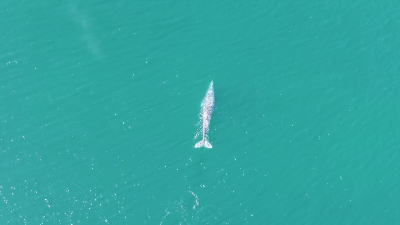 Aerial frame from Buzzards Beach, Baja California Sur, with the whale lower in the frame as it moves through turquoise water, with no visible people.