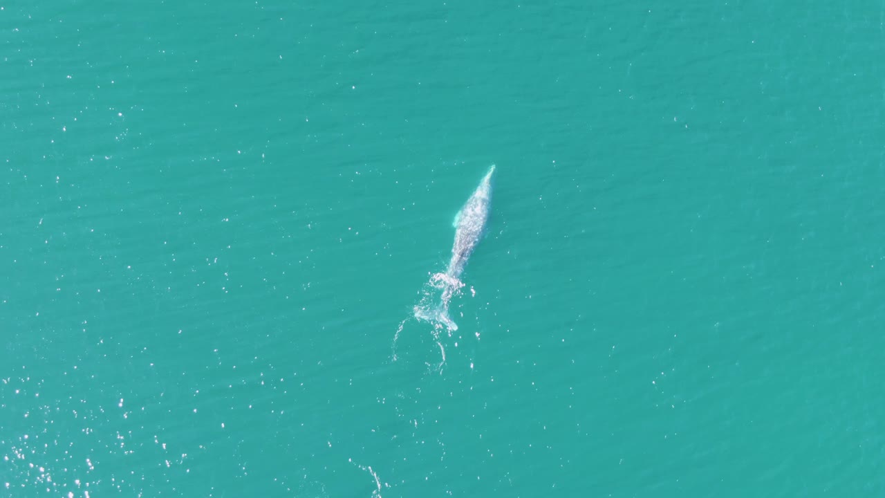 Overhead view of a whale near the surface at Buzzards Beach, Baja California Sur, with a white wake trailing through turquoise water and no visible people.