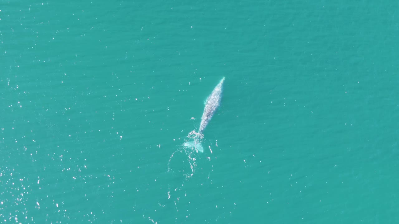 Whale swimming below sunlit turquoise ocean surface.