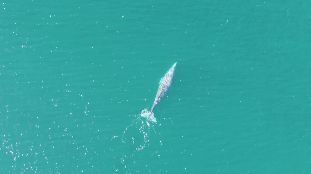 Top-down view of the whale in Buzzards Beach ocean water, with a pale splash trail near the body and no visible people, boats, or shoreline.