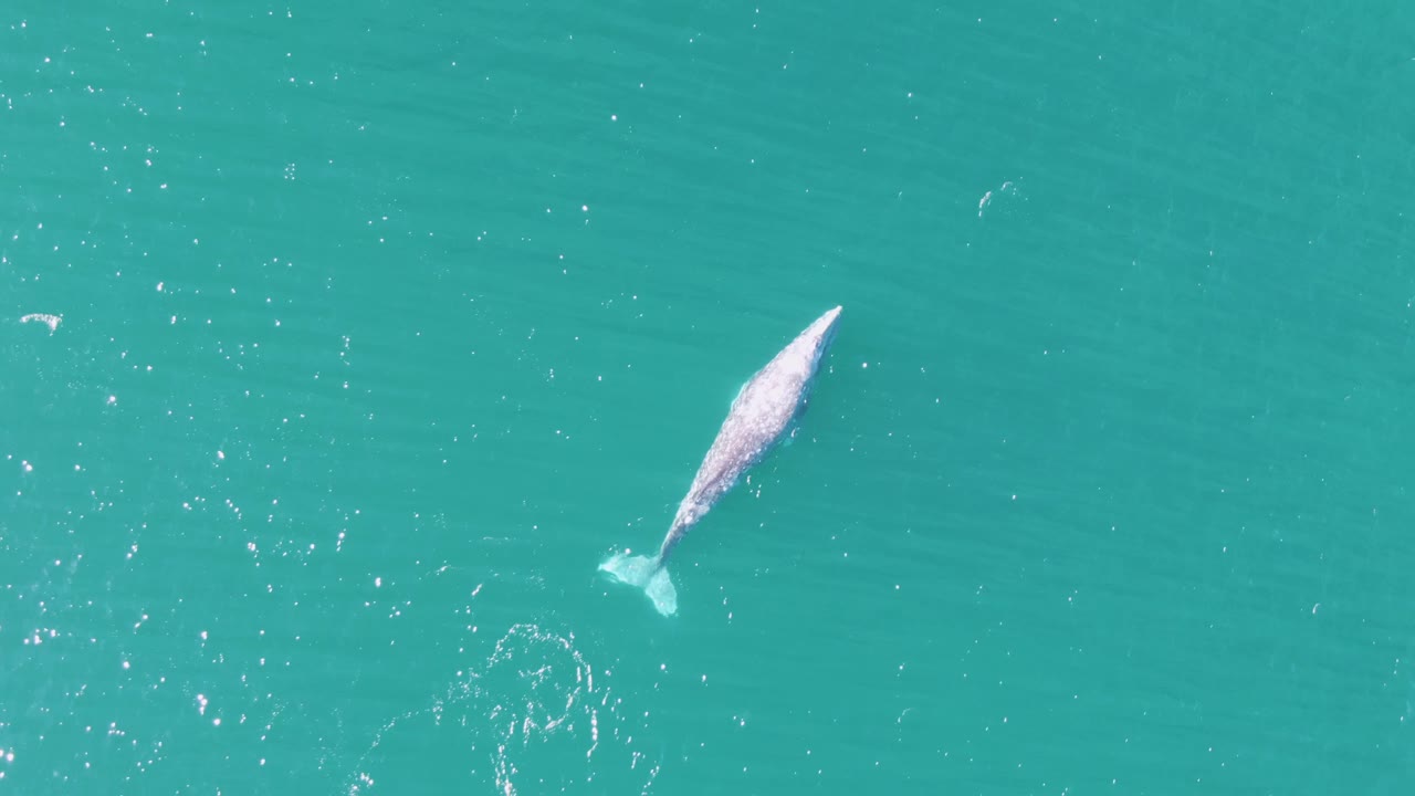 Overhead frame of a whale just below the turquoise water at Buzzards Beach, Baja California Sur, with a small wake and no visible people.