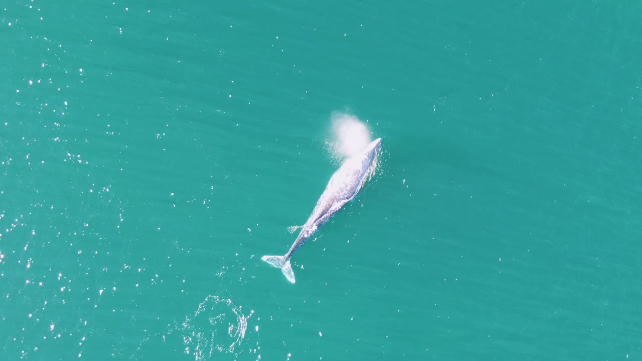 Whale surfacing with a white spout in turquoise water