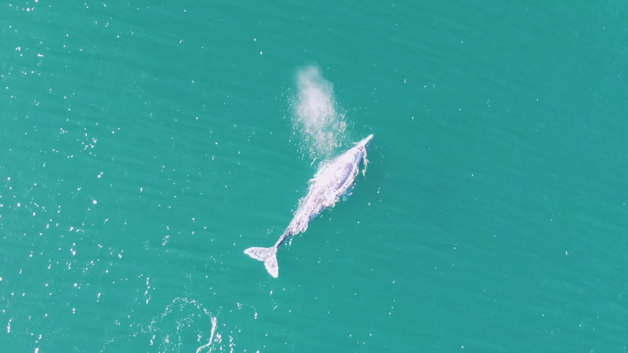 Overhead view of a whale angled through clear turquoise water at Buzzards Beach, Baja California Sur, trailing disturbed water from its surfacing with no visible people.