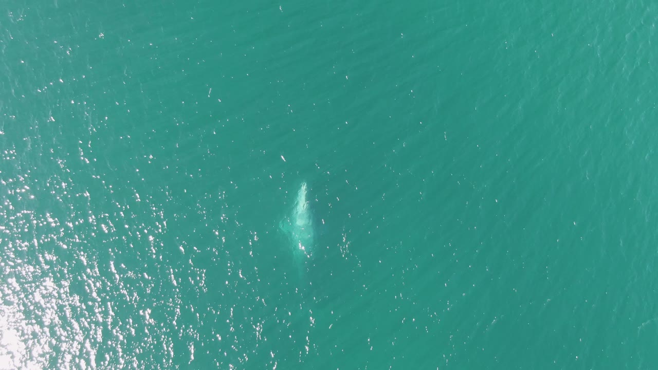 Whale surfacing faintly in turquoise ocean water
