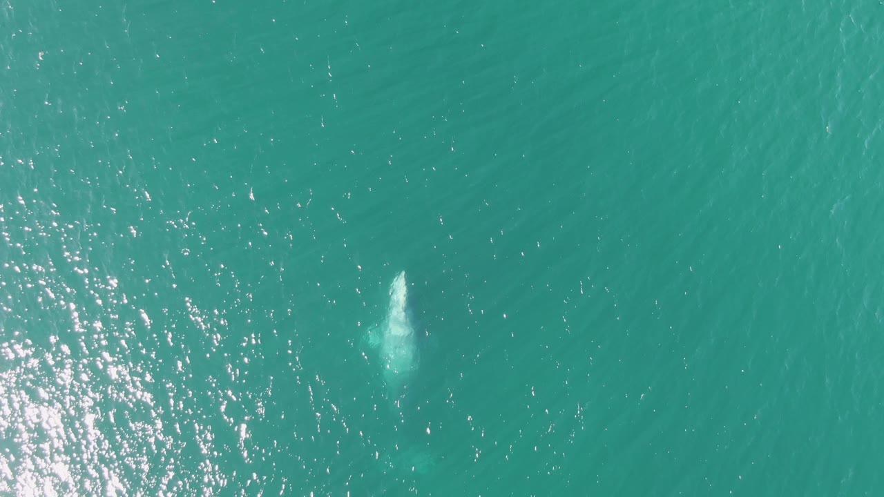 Overhead aerial frame from Buzzards Beach, Baja California Sur, with the whale surfacing more clearly as a white plume in open turquoise water and no visible people.