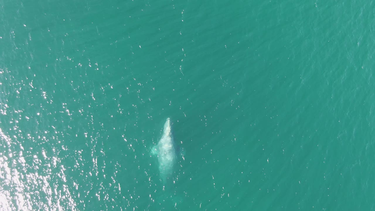 Overhead aerial frame from Buzzards Beach, Baja California Sur, showing a compact white splash from the whale near the center-right of turquoise ocean water, with no visible people.