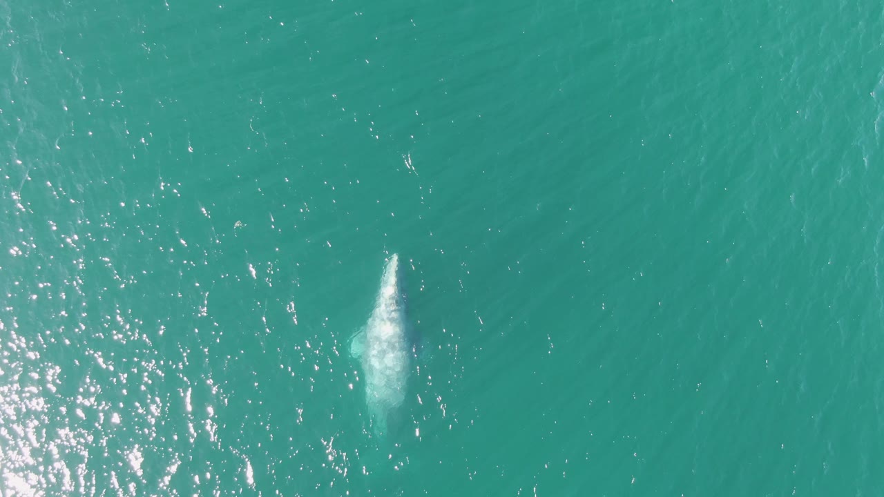 Overhead aerial frame from Buzzards Beach, Baja California Sur, with a brighter whale surfacing plume lower in the frame, sunlit water texture at left, and no visible people.