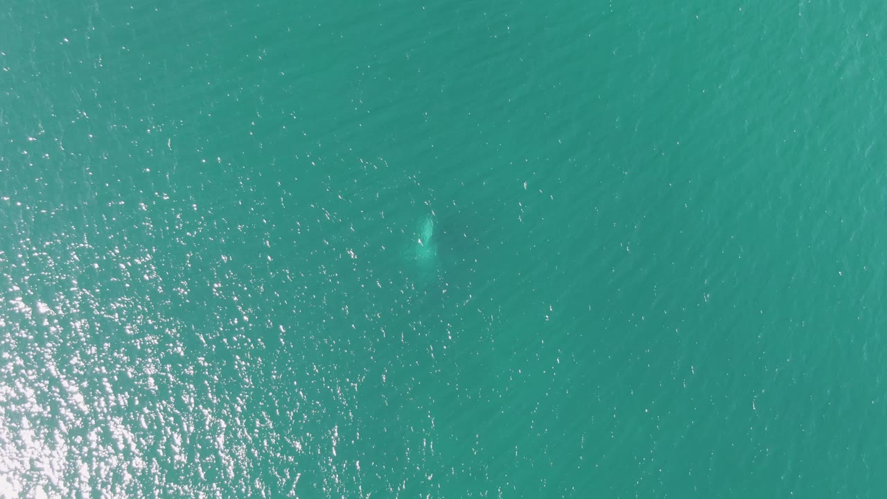 Top-down Buzzards Beach ocean view with sun glitter across the left side and a faint pale marine animal shape under the water toward the upper right, with no visible people.