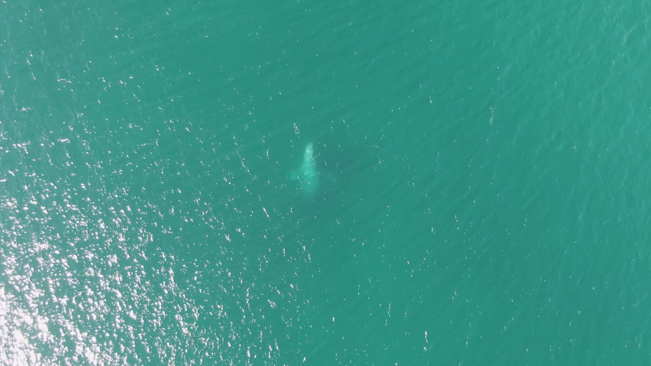 Aerial view at Buzzards Beach with the pale submerged animal more visible in the left half of the turquoise water and no visible people.