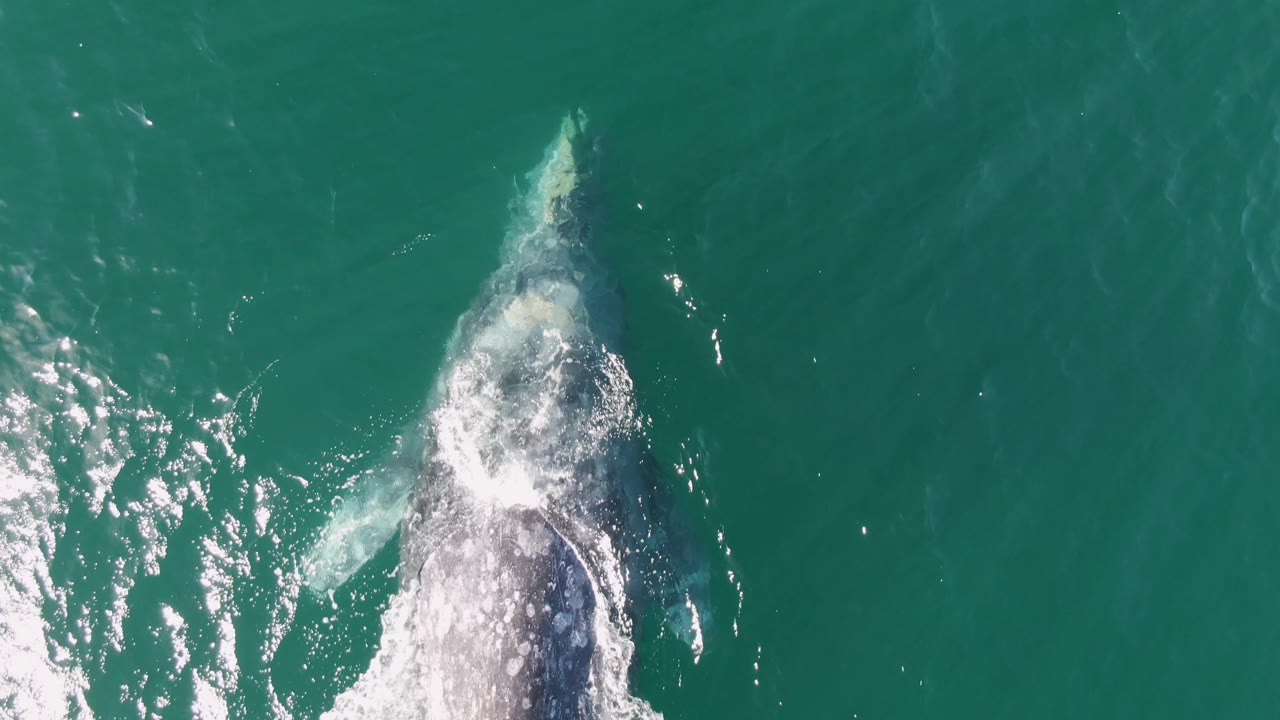 Overhead view at Buzzards Beach, Baja California Sur, of a humpback whale breaking the turquoise surface with white splash and no visible people.