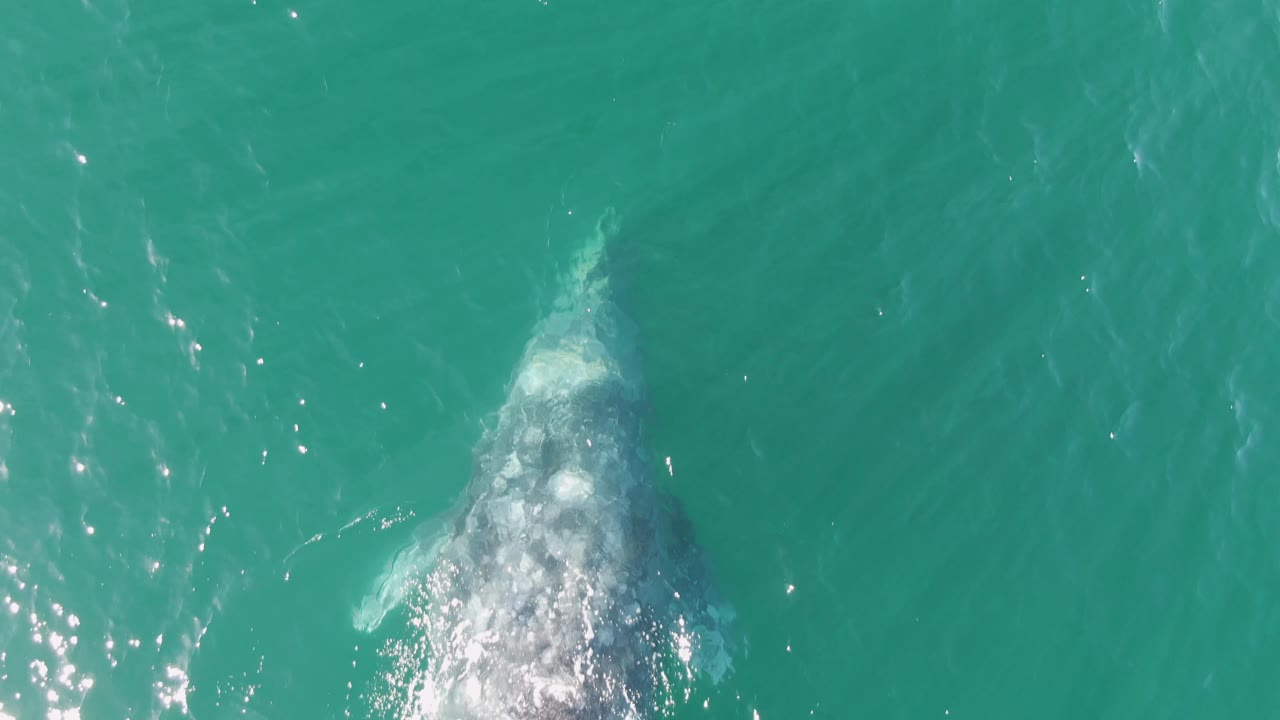 Overhead Buzzards Beach frame with the humpback whale just below the turquoise surface, sun glints on rippled water, and no visible people.