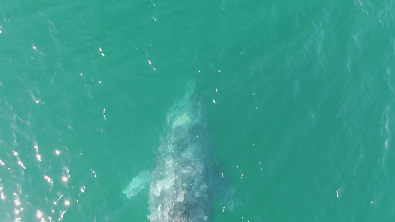 Overhead view in Baja California Sur showing the humpback whale deeper under blue-green water, softened by ripples and glare, with no visible people.