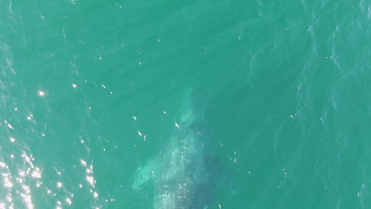 Submerged whale fading into turquoise ocean water.