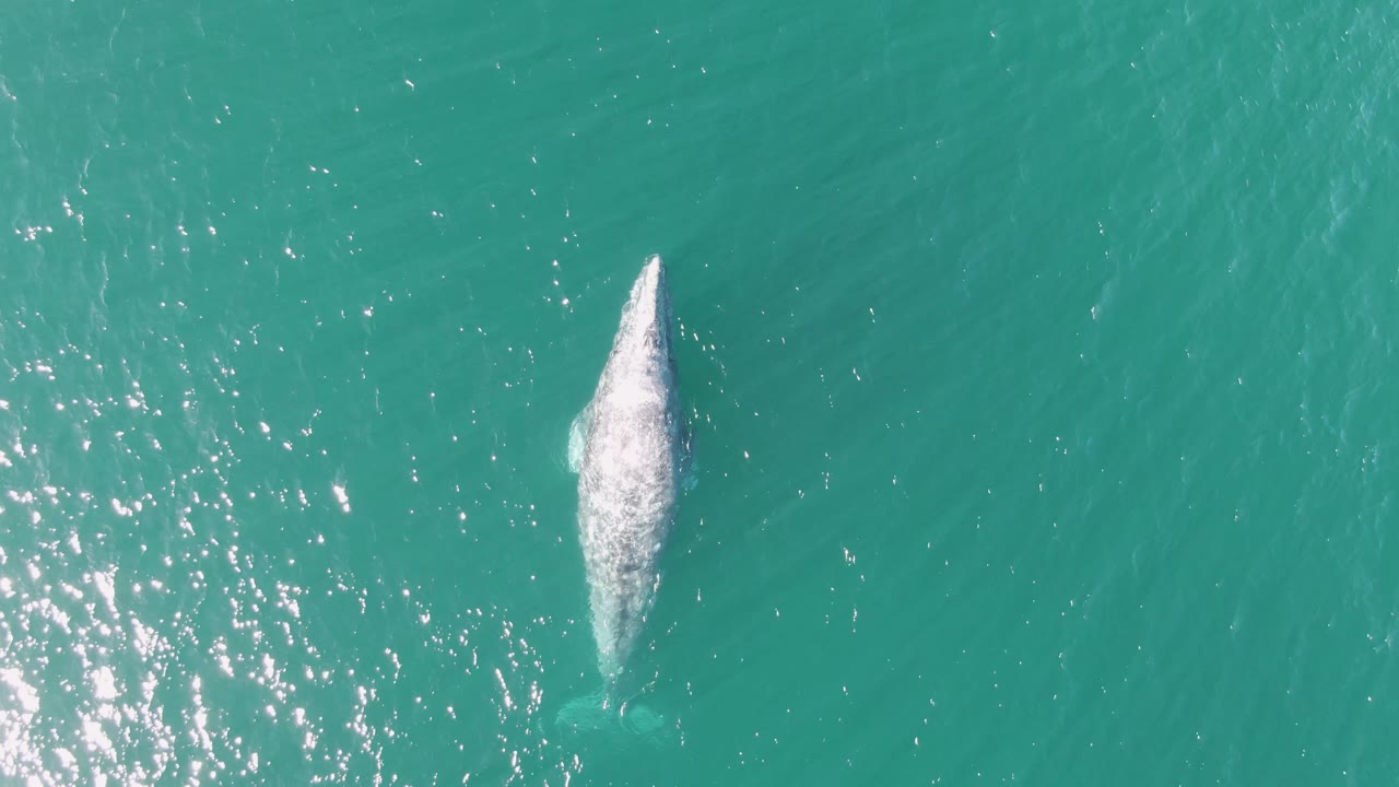 Overhead frame from Buzzards Beach, Baja California Sur, showing a whale just below and breaking the turquoise water surface with white spray, no visible people.