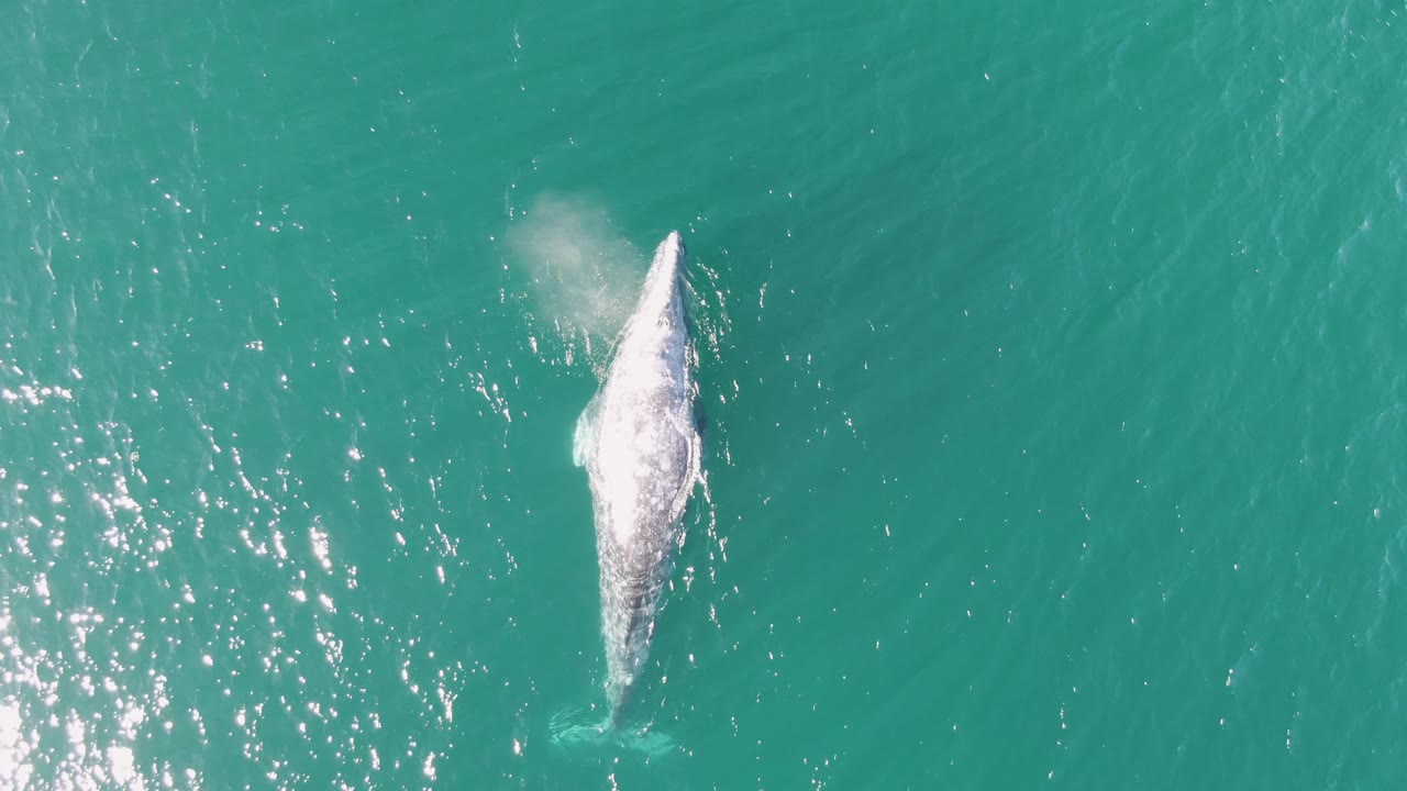 Aerial view at Buzzards Beach, Baja California Sur, with the whale farther along in clear turquoise water and a small burst of mist or spray above its body, no visible people.